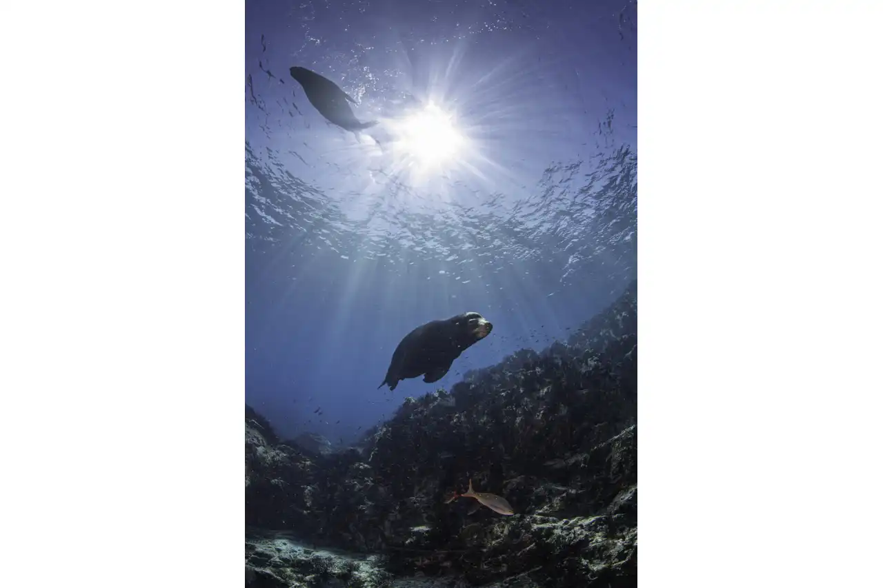 Marlin Run Mexico Baja California