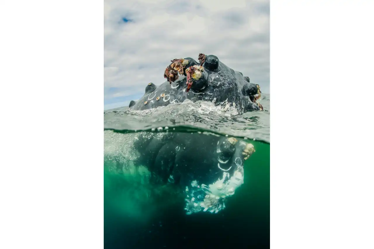 Humpback Whale face close