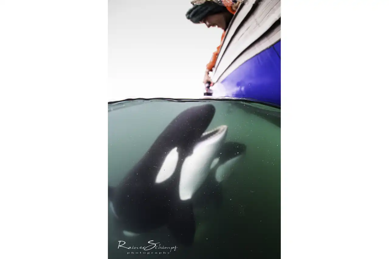 Orca 3