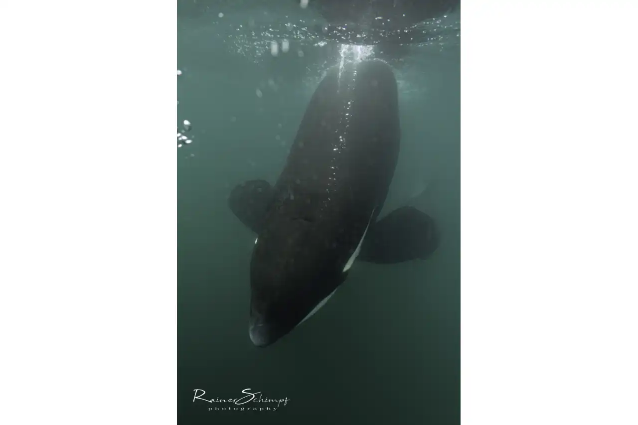 Orca 5