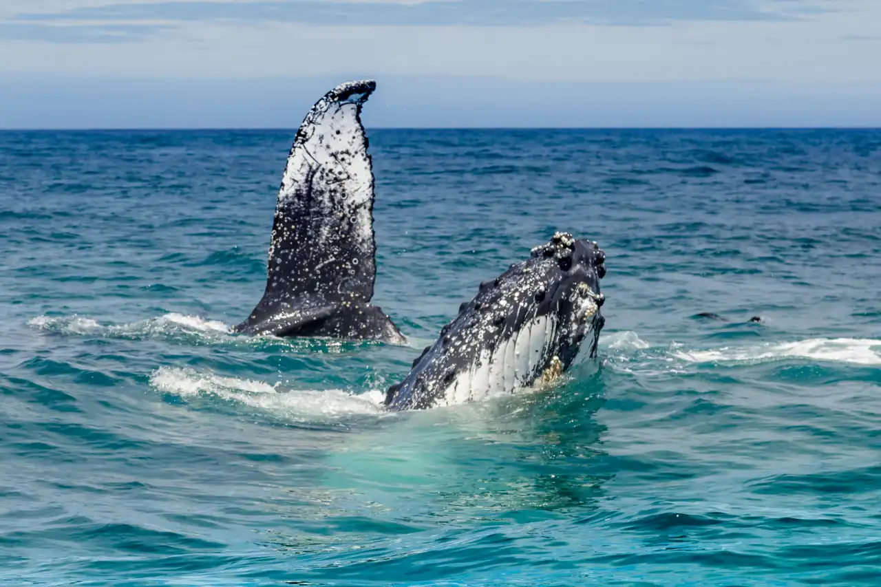 Humpback Whale spyhopping