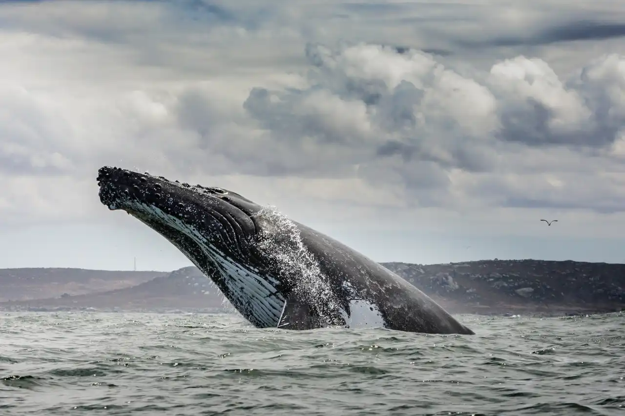 Humpback Whale breach spectakular