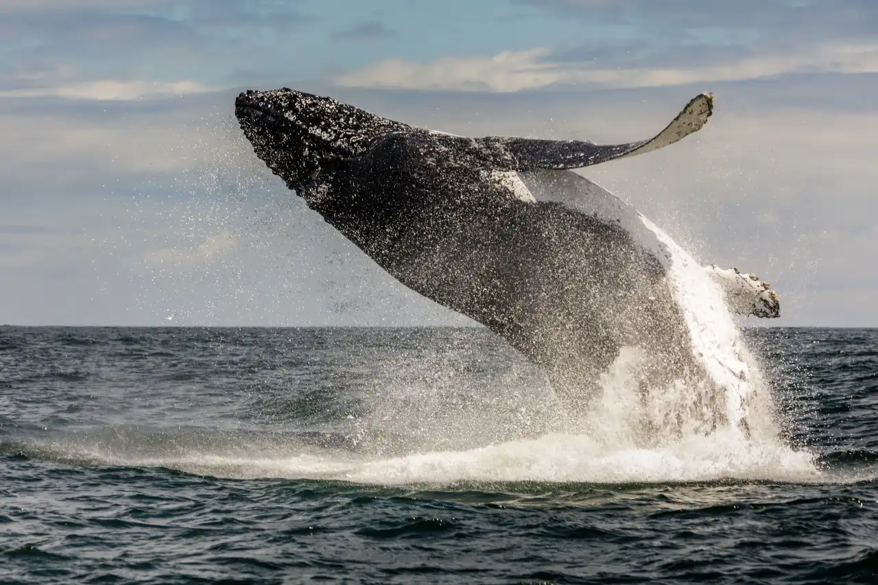 Breach high Humpback Whale