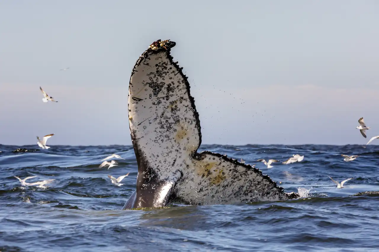 Humpback Whale fluke