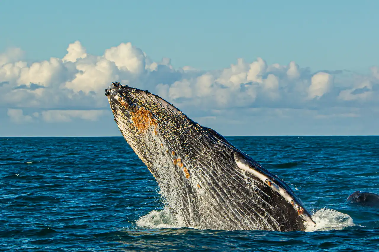 Humpback Whale breach