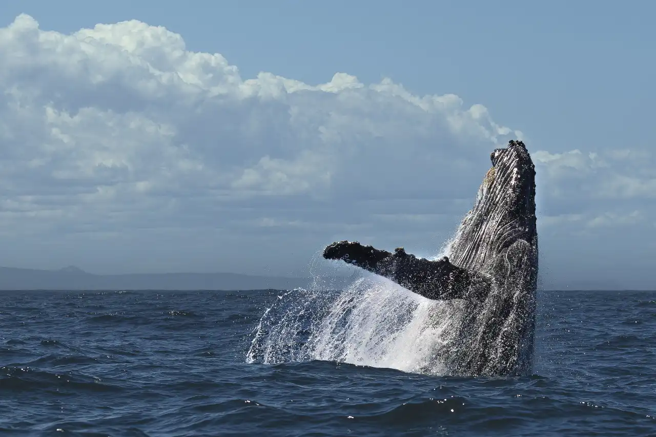 Breach Superpod Humpback Whale