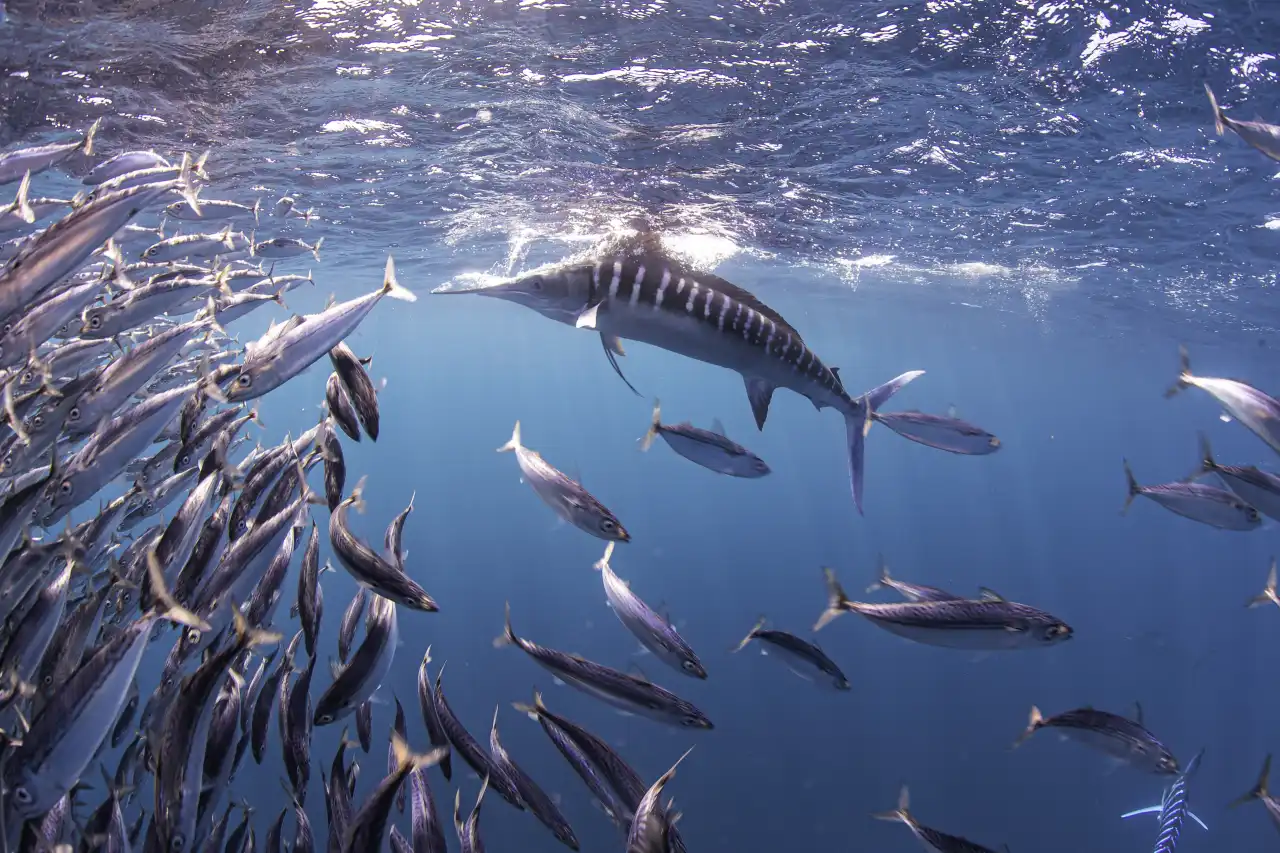 Marlin Run Mexico Baja California