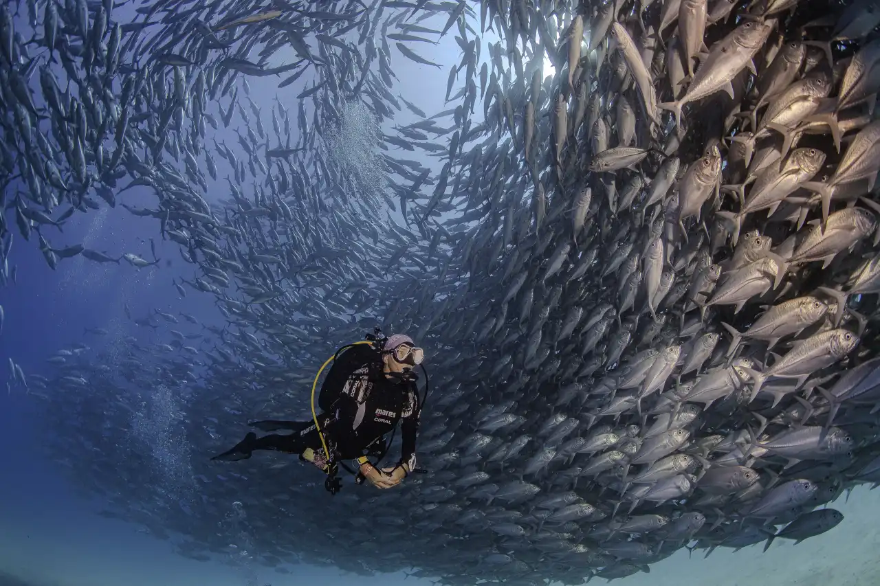 Marlin Run Mexico Baja California