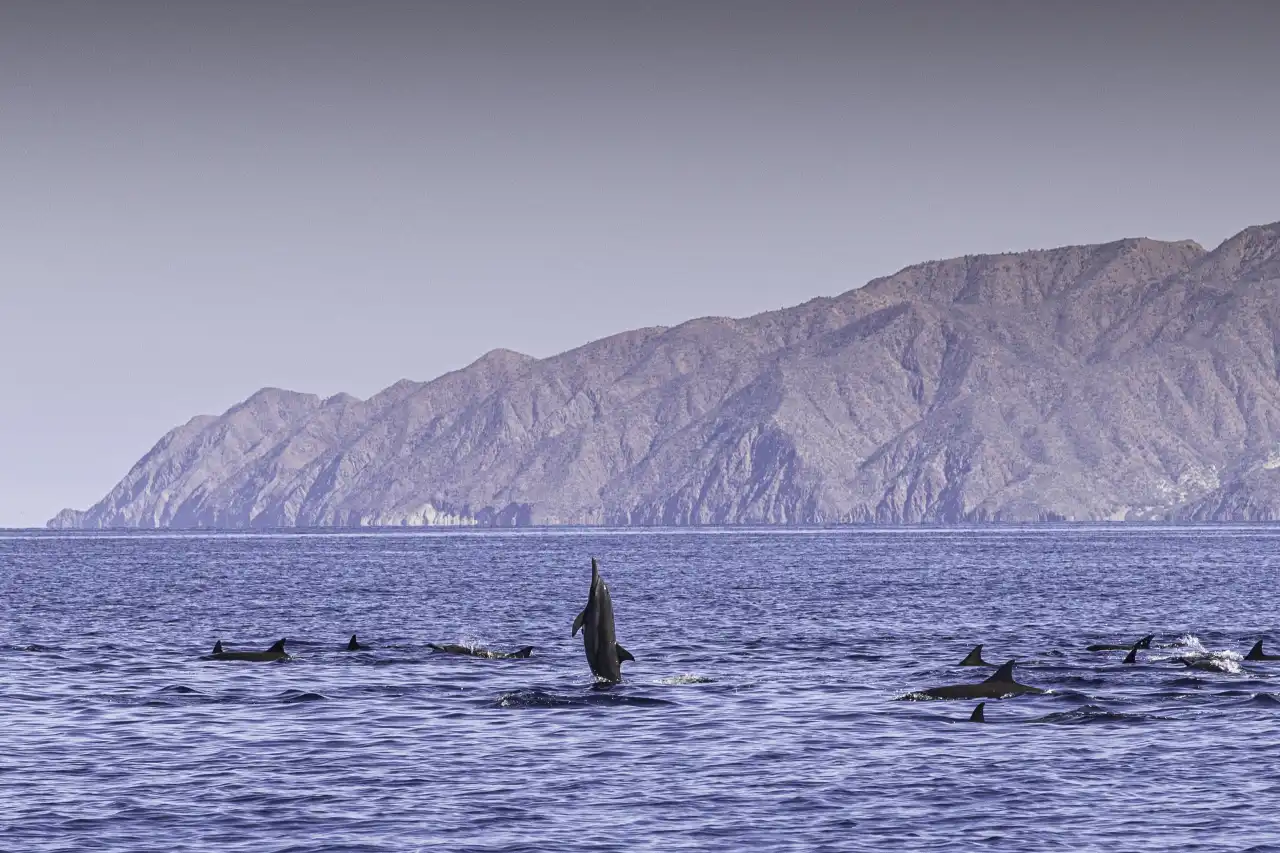 Marlin Run Mexico Baja California