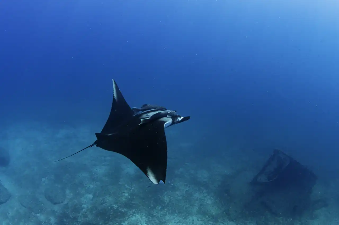 Marlin Run Mexico Baja California