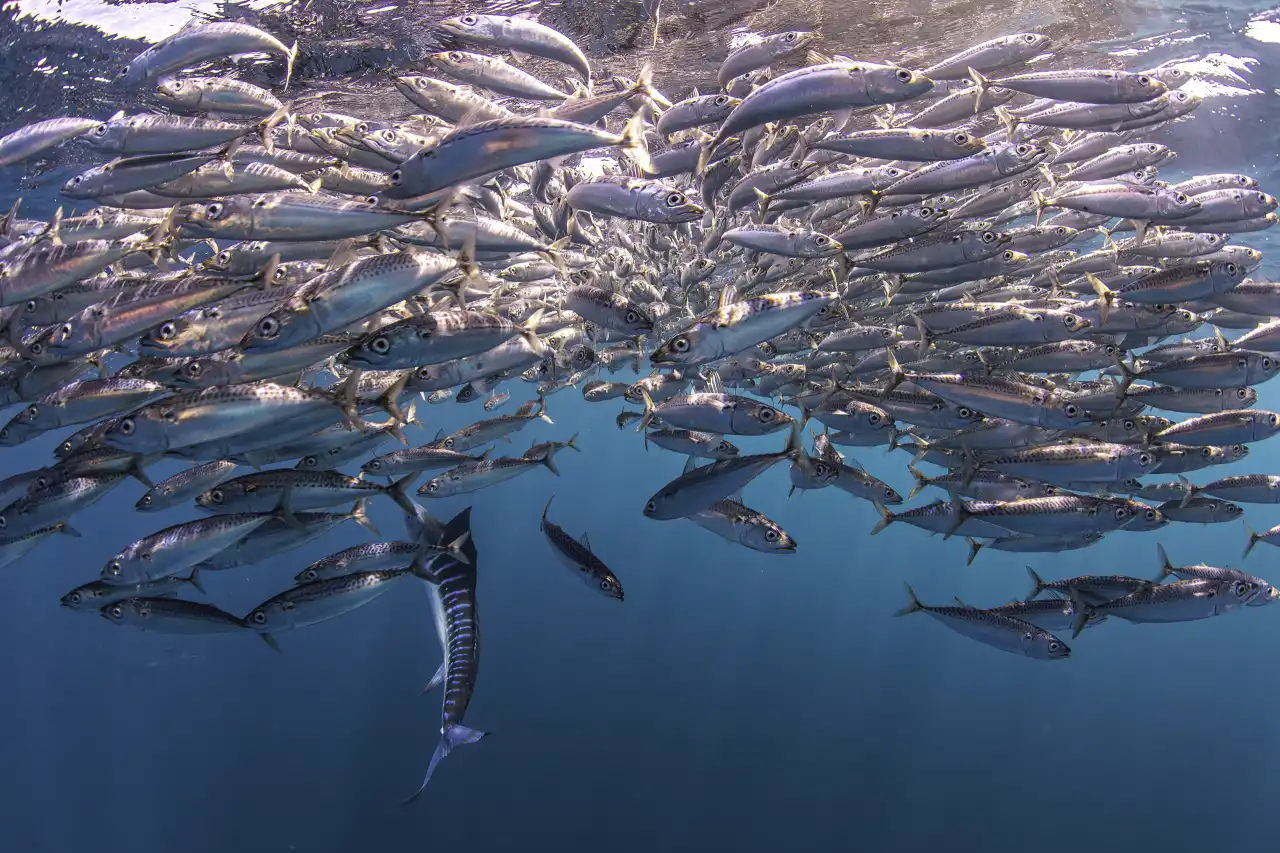 Marlin Run Mexico Baja California