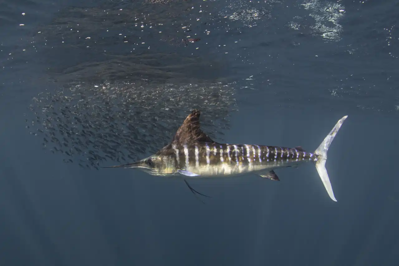 Marlin Run Mexico Baja California