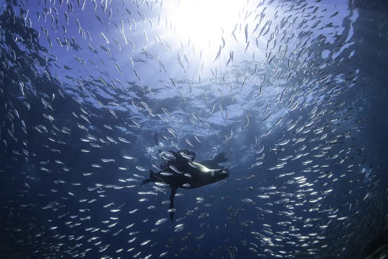 Marlin Run Mexico Baja California