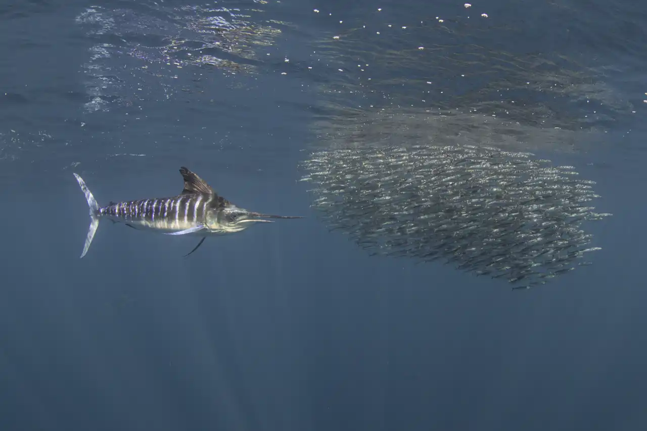 Marlin Run Mexico Baja California