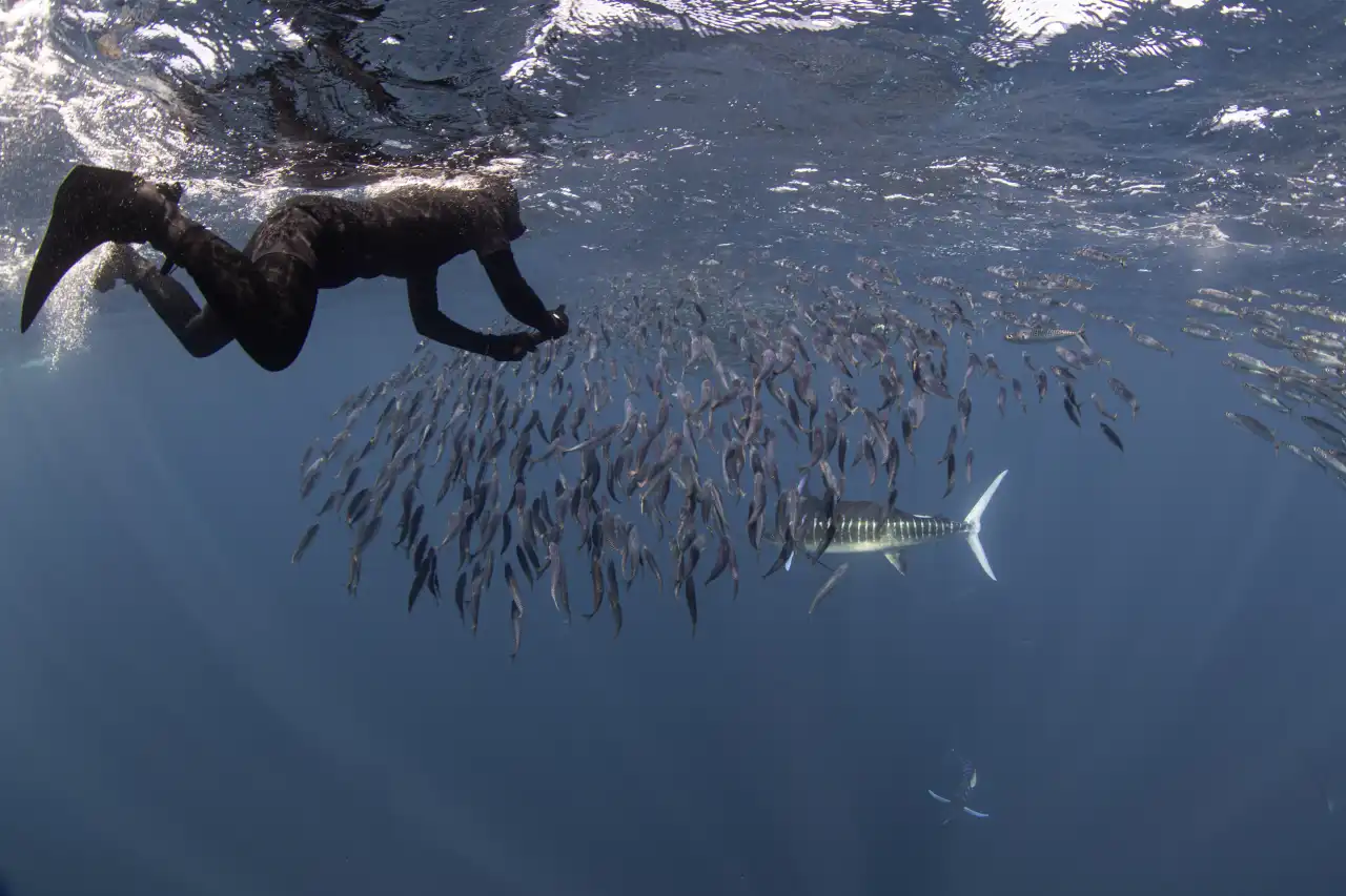 Marlin Run Mexico Baja California