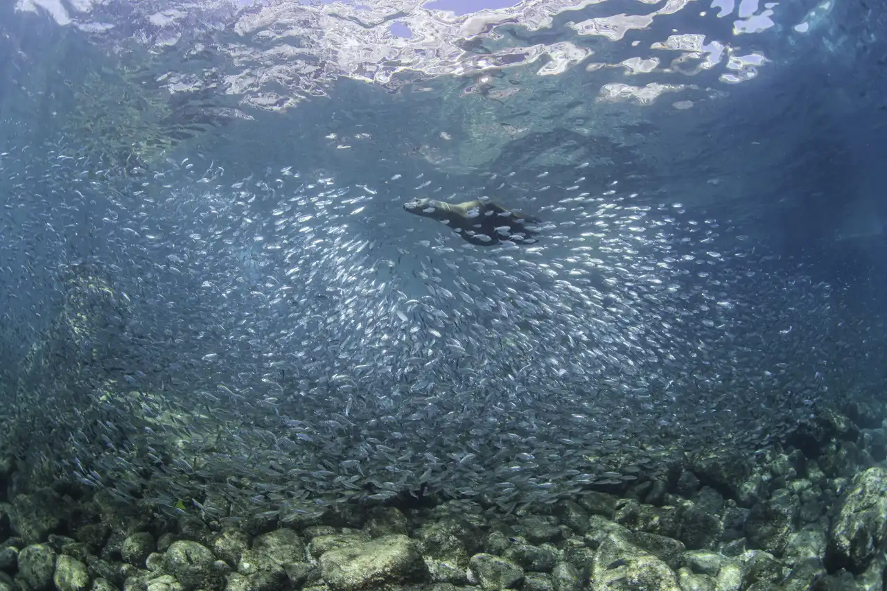 Marlin Run Mexico Baja California