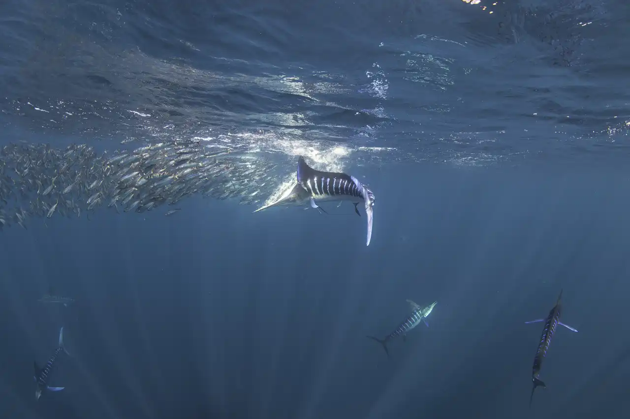 Marlin Run Mexico Baja California