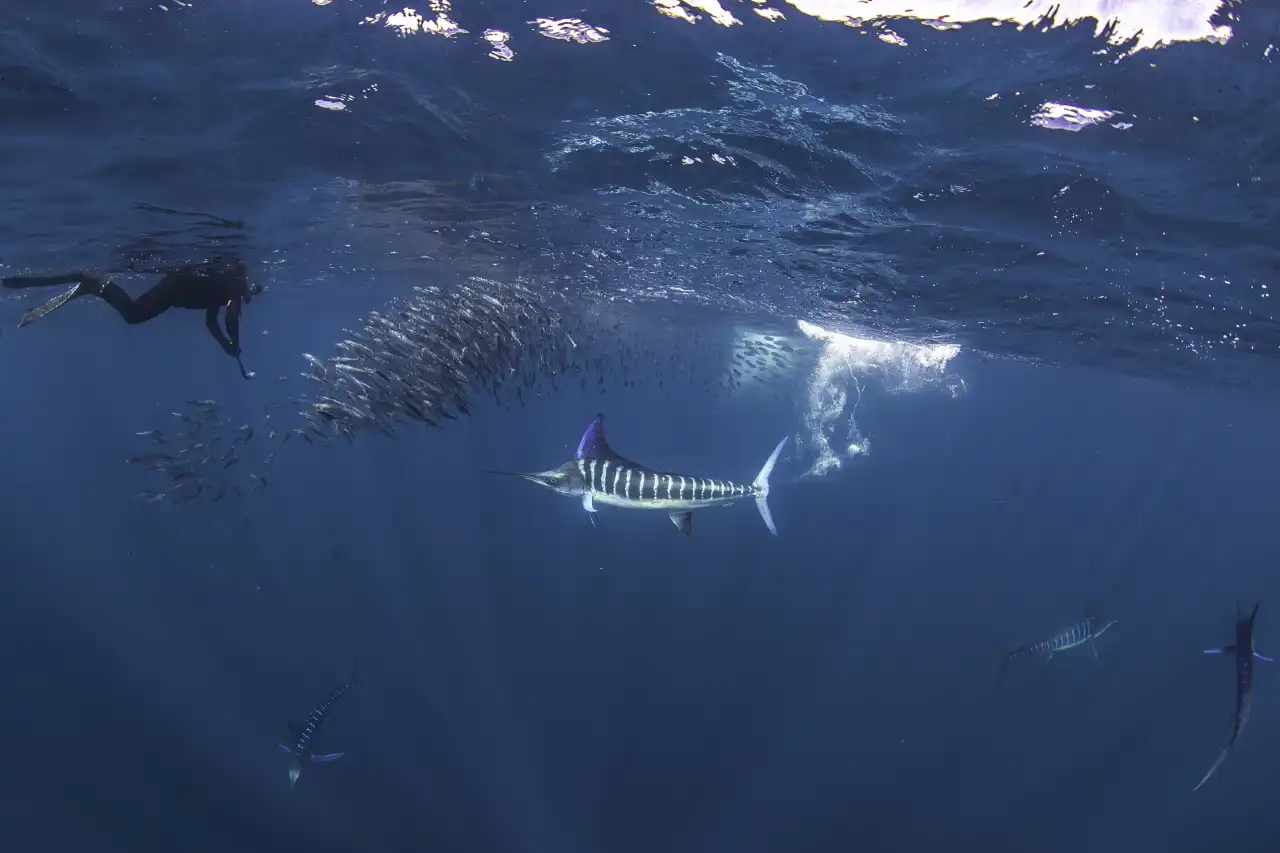 Marlin Run Mexico Baja California