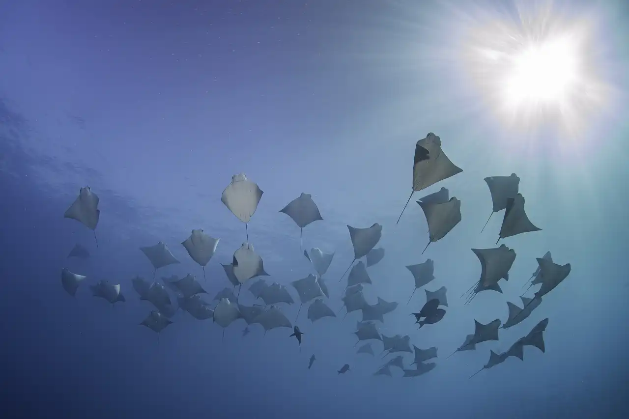 Marlin Run Mexico Baja California