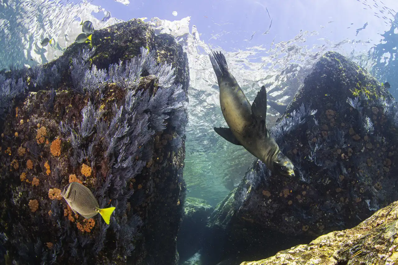 Marlin Run Mexico Baja California