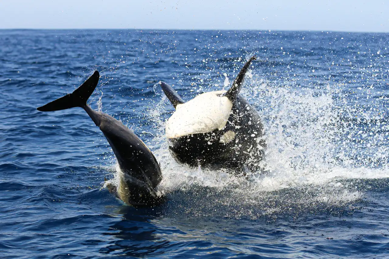 Orca auf Delfinjagd