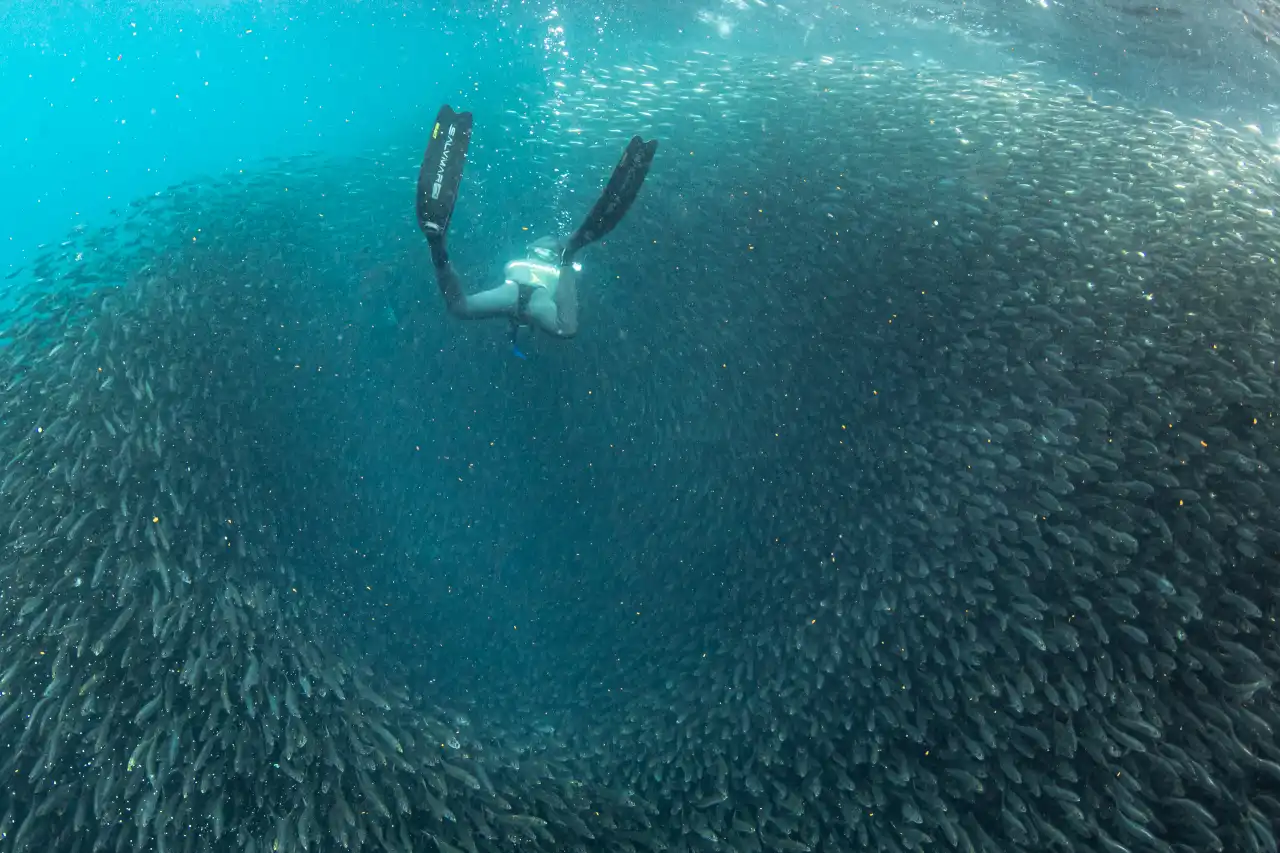 Freediver in einem Baitball aus Sardinen