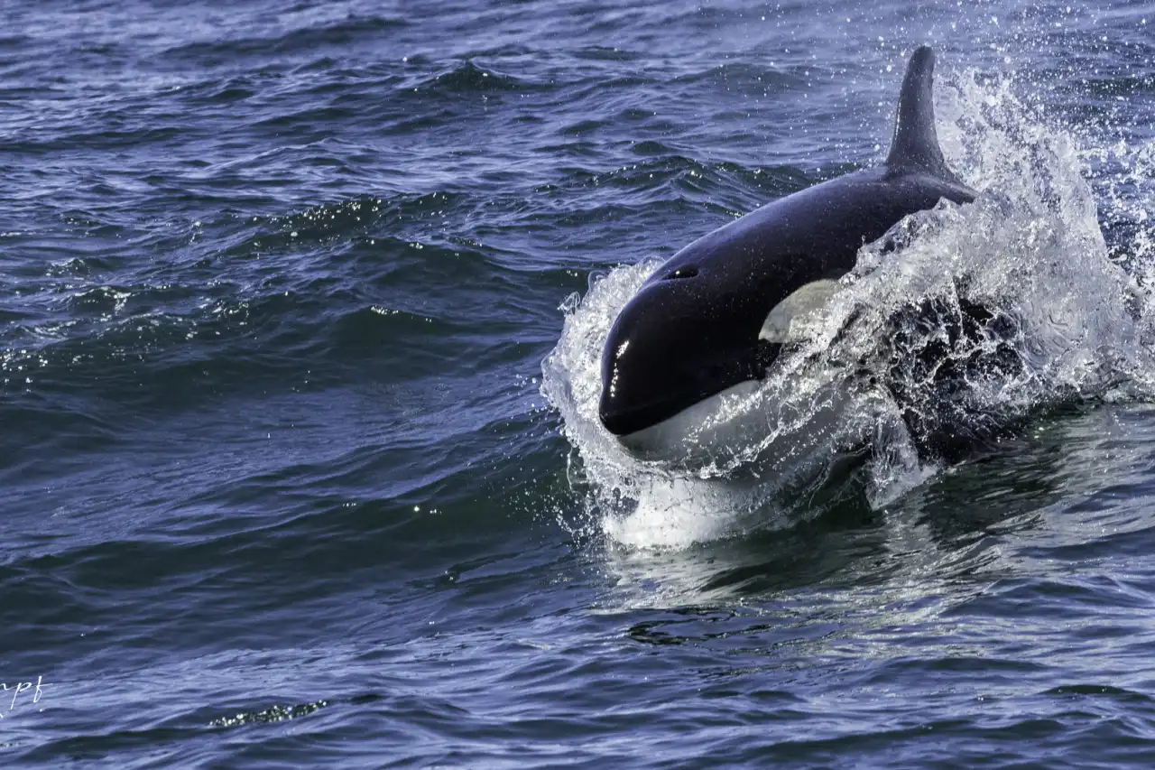 Orcas
