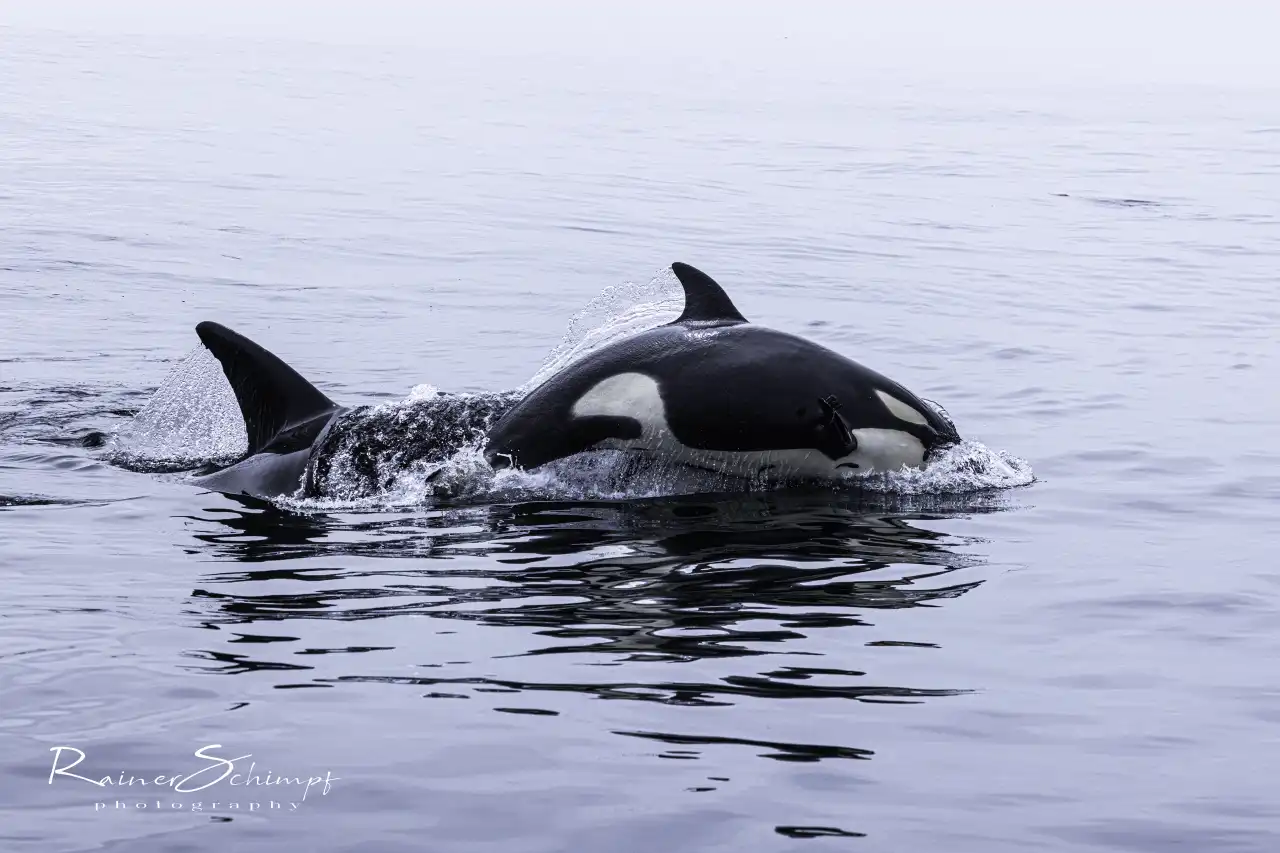 Orca 5