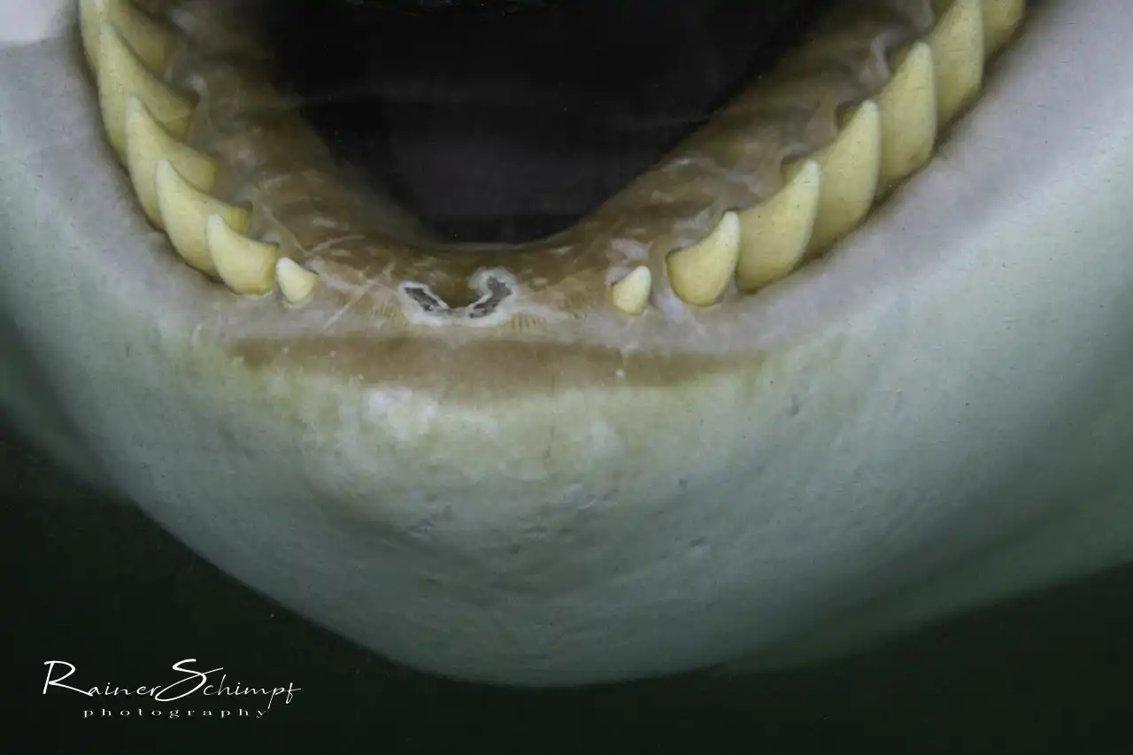 Orca 5