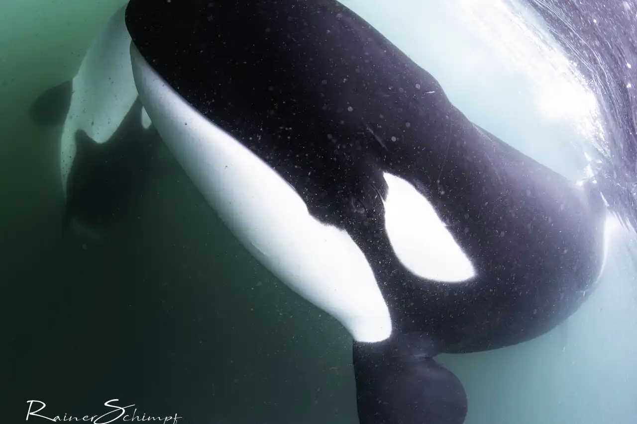 Orca 5