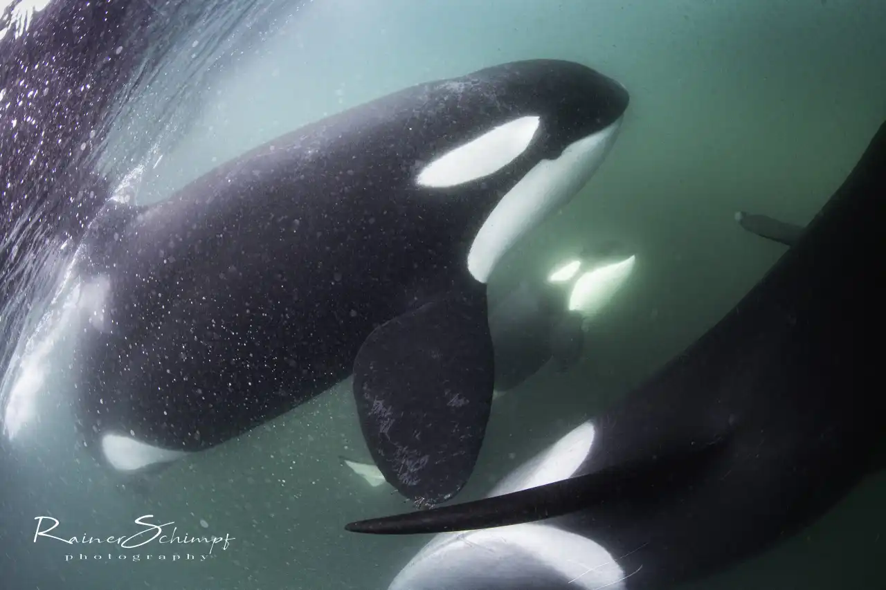 Orca 5