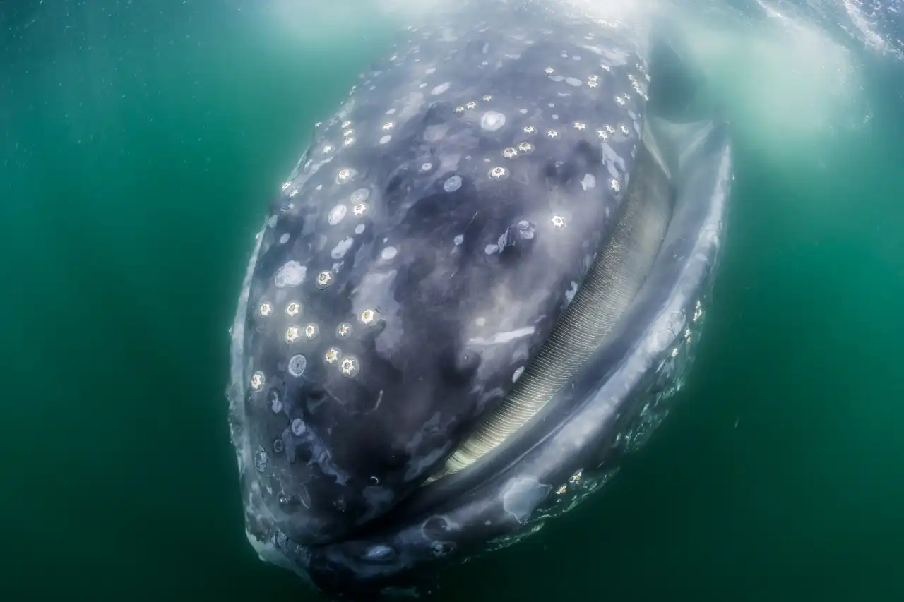 Humpback Whale feeding