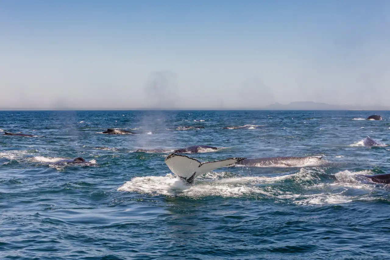 Humpback Whale Superpods