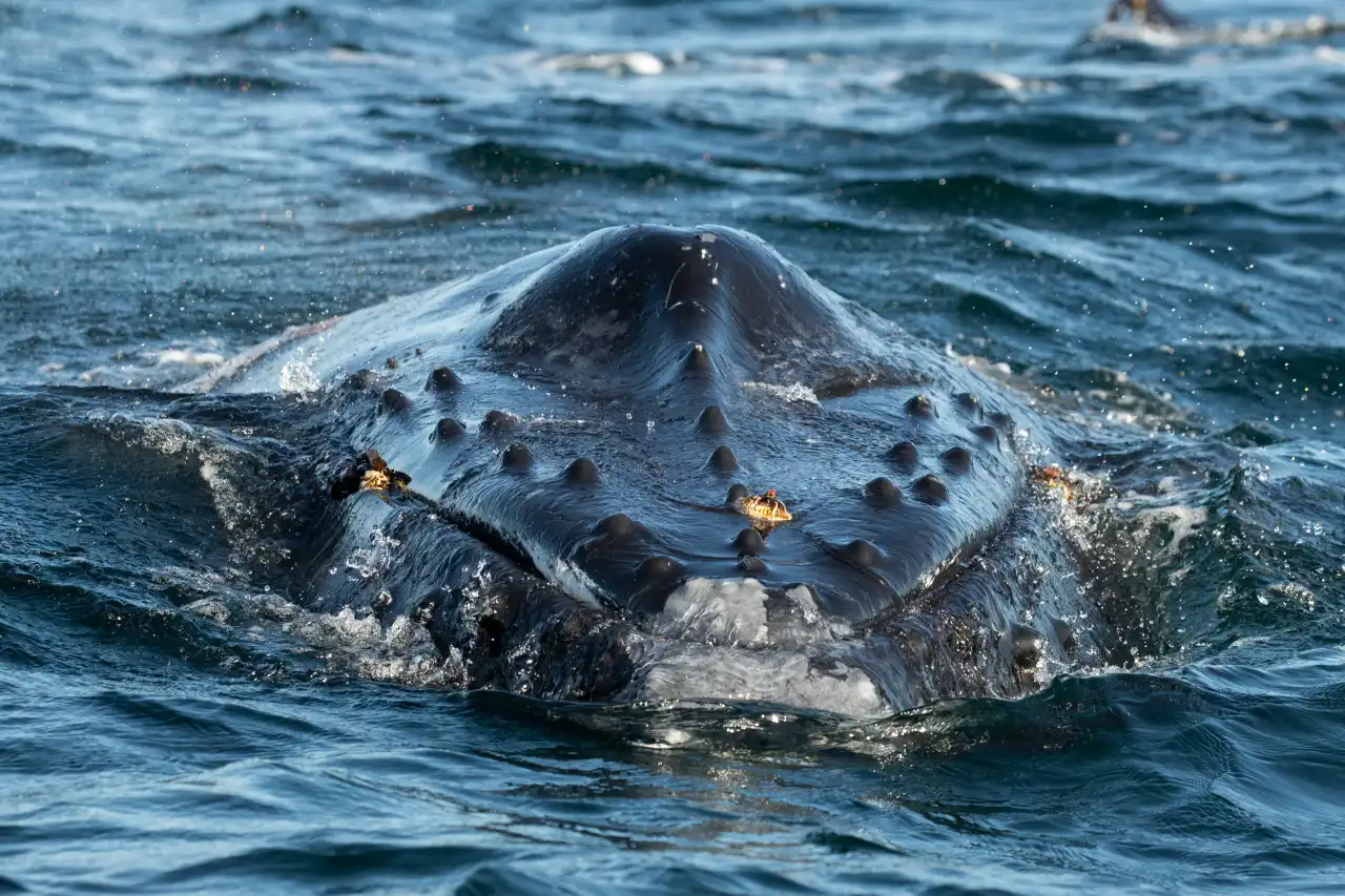 Humpback Whale face