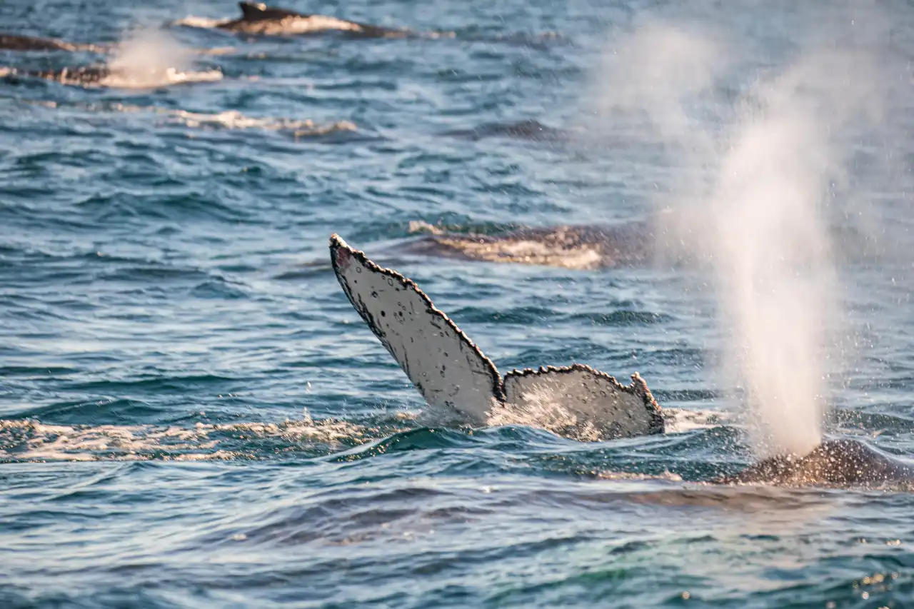 Superpod Humpback Whale