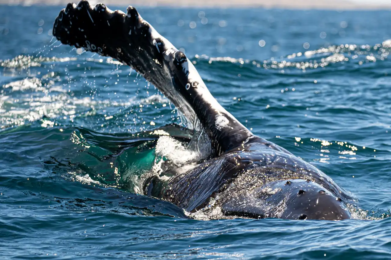 Humpback Whale play
