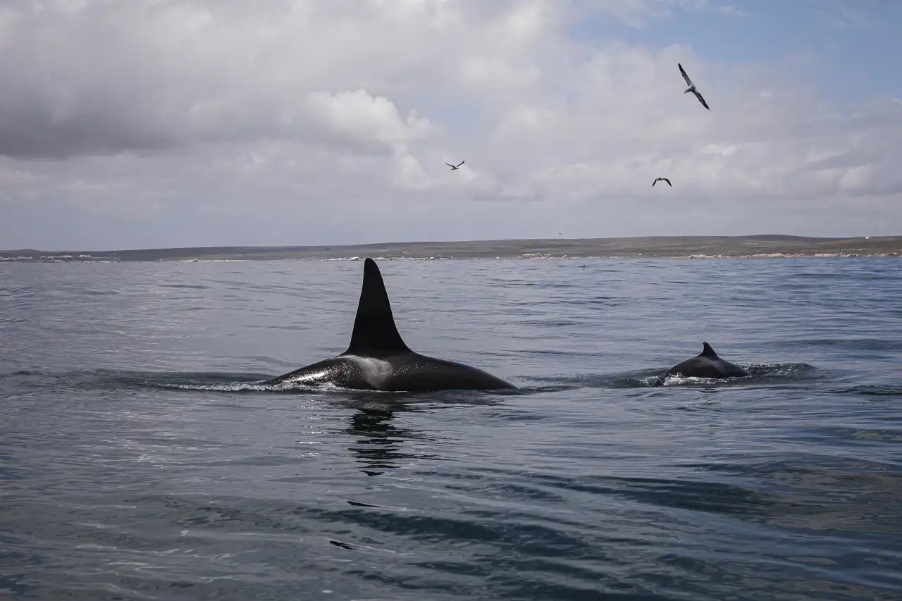 Orca