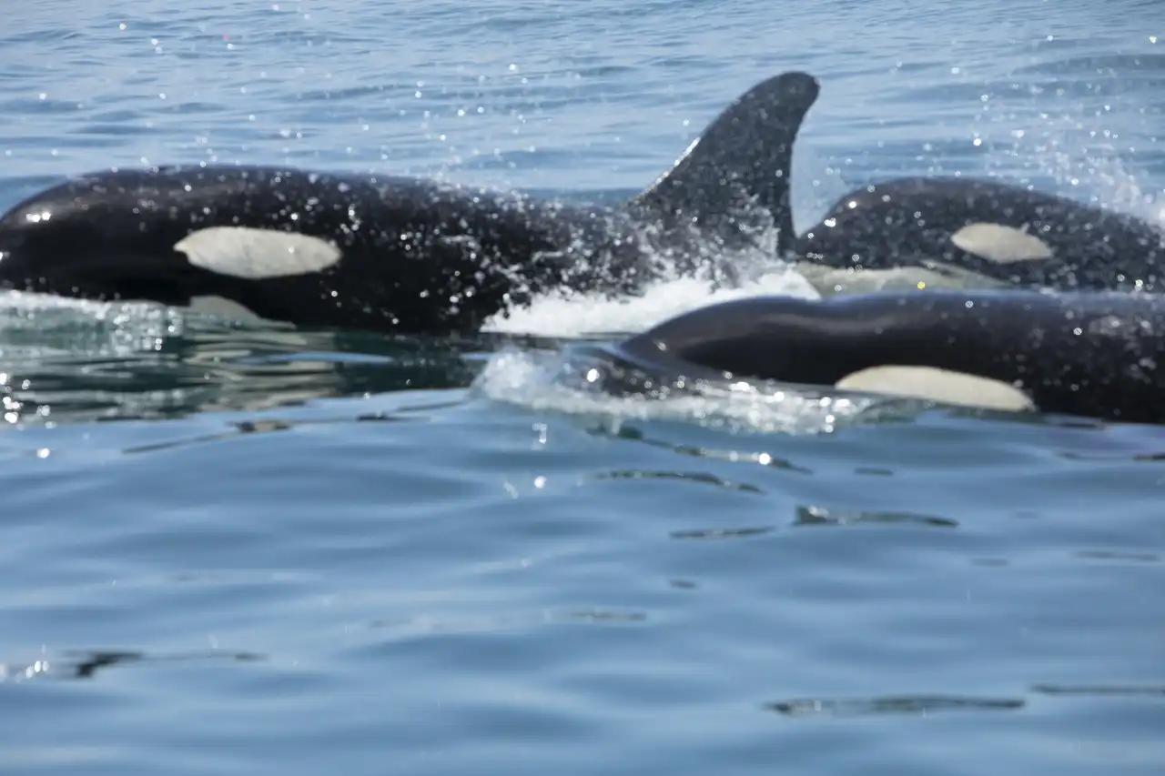 Orca Pod