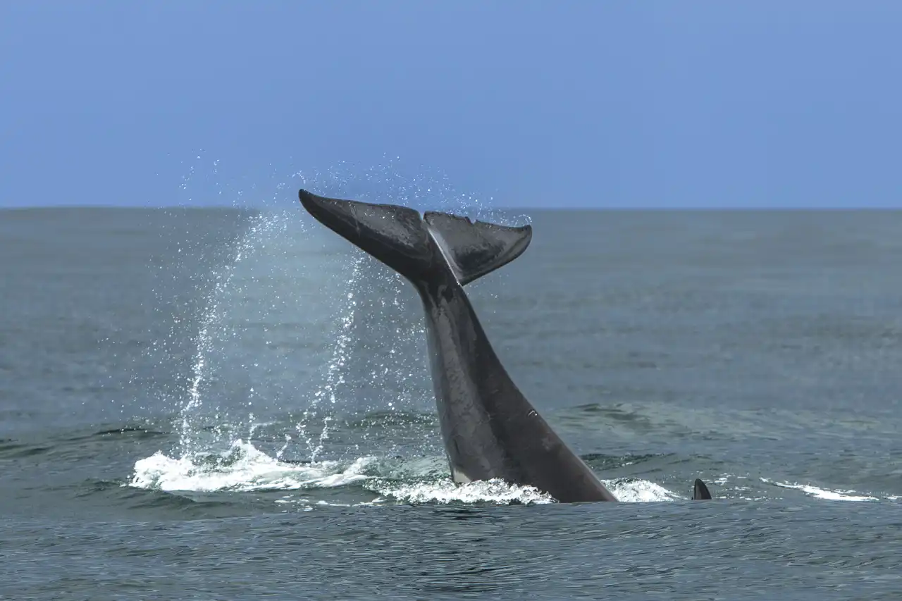 Orca fin